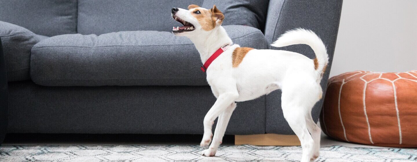 Dog shop excessive barking